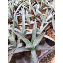 サンプル1: Agave macroacantha