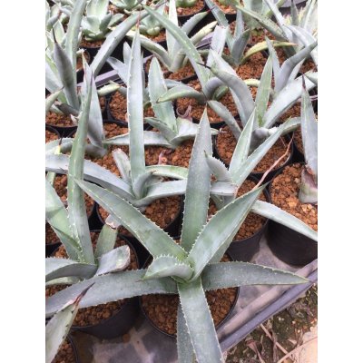 画像2: Agave macroacantha