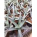 画像2: Agave macroacantha (2)