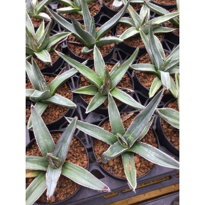 画像2: Agave  nickelsiae ( fernandi - regis ) 笹吹雪