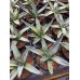 画像2: Agave  nickelsiae ( fernandi - regis ) 笹吹雪 (2)