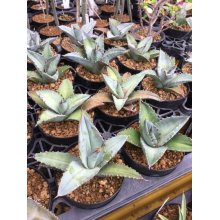 サンプル2: Agave titanota 'Blue'