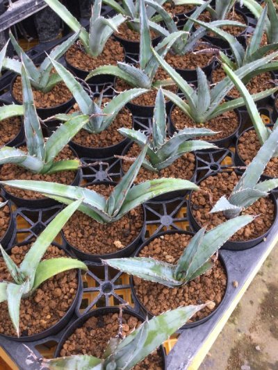 画像2: Agave xylonacantha 'Blue'