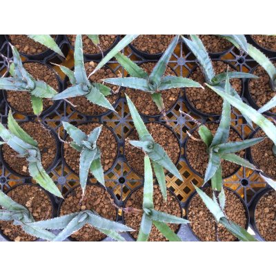 画像2: Agave xylonacantha 'Blue'