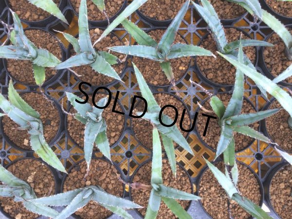 画像2: Agave xylonacantha 'Blue' (2)