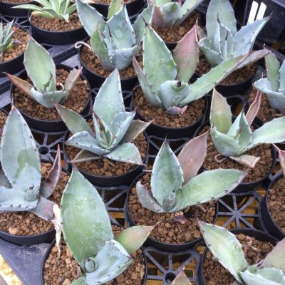 画像2: Agave shrevei subsp. magna