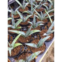 Agave xylonacantha 'Blue'