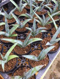 Agave xylonacantha 'Blue'