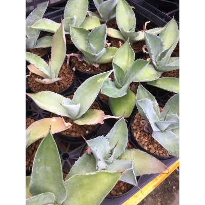 画像2: Agave seemanniana