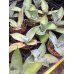 画像2: Agave seemanniana (2)