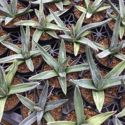 画像1: Agave  nickelsiae ( fernandi - regis ) 笹吹雪