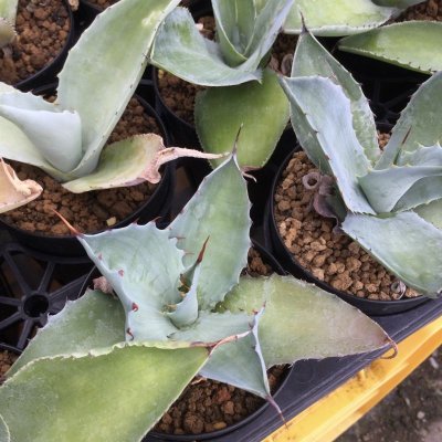 画像1: Agave seemanniana