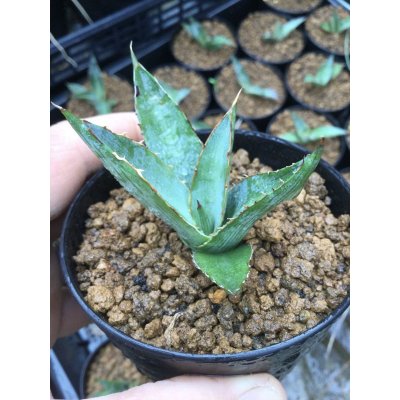 画像2: Agave univittata