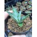 画像2: Agave univittata (2)