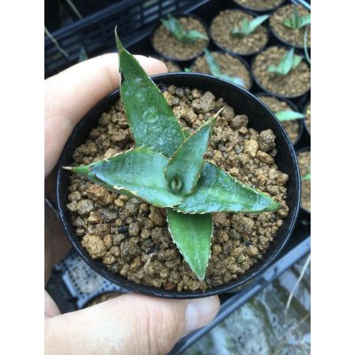 画像3: Agave univittata