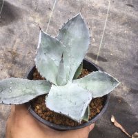 Agave shrevei subsp. matapensis