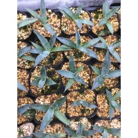 Agave asperrima subsp. zarcensis