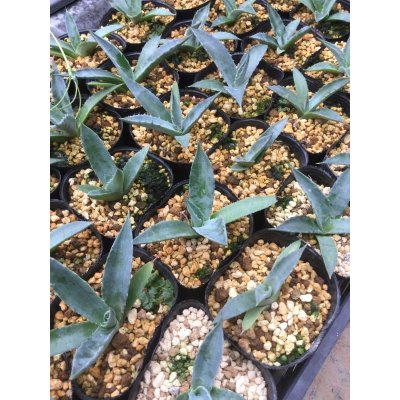 画像2: Agave asperrima subsp. zarcensis