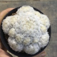 Mammillaria  plumosa   ( 白星 )