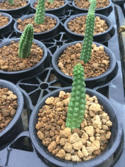 画像1: Echidnopsis cereiformis v. brunnea　？