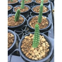 Echidnopsis cereiformis v. brunnea　？