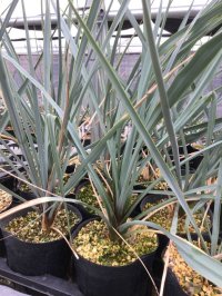 Yucca  rigida