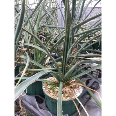 画像1: Yucca  filifera