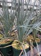 画像1: Dasylirion  glaucophyllum (1)