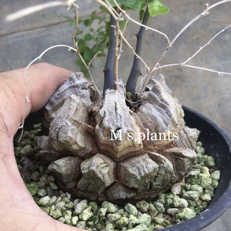 Dioscorea elephantipes - v. montana (アフリカ亀甲竜 v. モンタナ