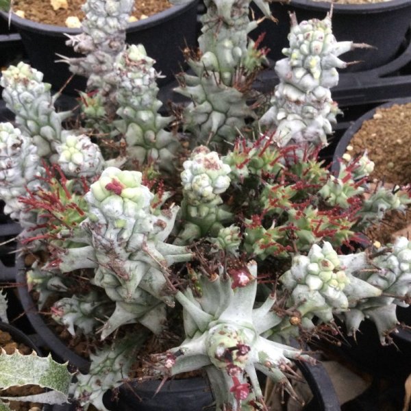 画像2: ユーフォルビア　ホリダ　モンスト　- 小型タイプ　- (2)