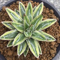 Agave   victoriae-reginae ’姫笹の雪　黄覆輪‘