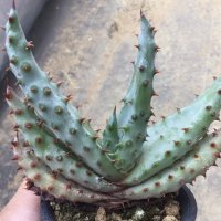 Aloe  マルロシー