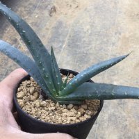 Aloe suprafoliata