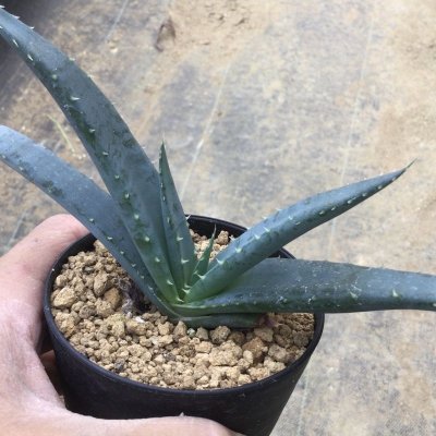 画像1: Aloe suprafoliata