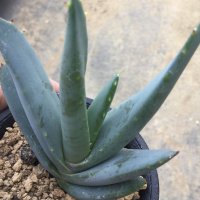 Aloe claviflora