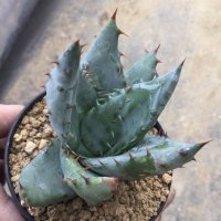 Aloe aculeata