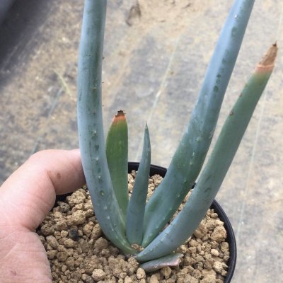 画像1: Aloe vryheidensis