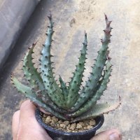 Aloe ferox