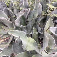 Agave shrevei subsp. magna