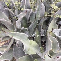 Agave shrevei subsp. magna