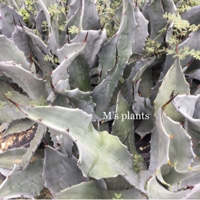 画像1: Agave shrevei subsp. magna