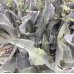 画像1: Agave shrevei subsp. magna (1)