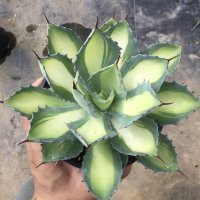 Agave potatorum  '吉祥冠錦　中斑‘