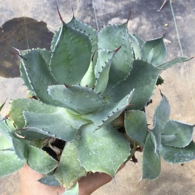 画像1: Agave potatorum  '風雷神‘