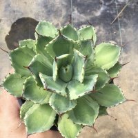 Agave potatorum  '吉祥冠錦　覆輪‘