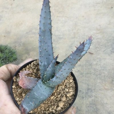 画像1: Aloe  reitzii