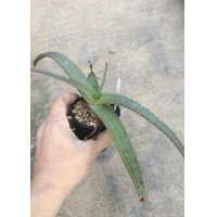 Aloe vanbalenii