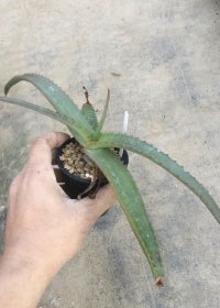 Aloe vanbalenii