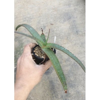 画像1: Aloe vanbalenii