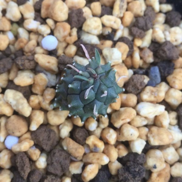 画像4: ユーフォルビア　デセプタ (4)